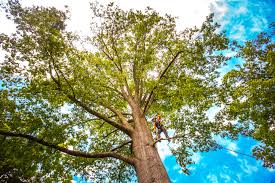 Best Lawn Maintenance Plans  in South Patrick Shores, FL