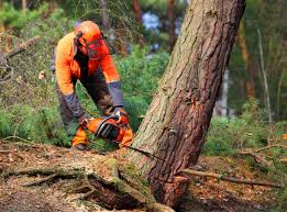 Best Lawn Pest Prevention  in South Patrick Shores, FL
