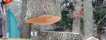 Best Firewood Processing and Delivery  in South Patrick Shores, FL