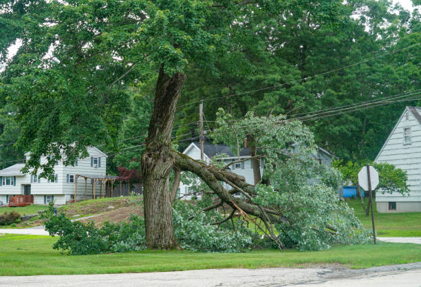 Best Tree Cabling and Bracing  in South Patrick Shores, FL