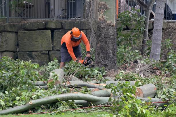 Trusted South Patrick Shores, FL Tree Removal Experts